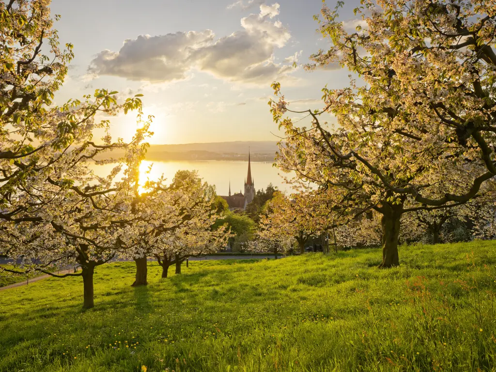 Kirschblüten